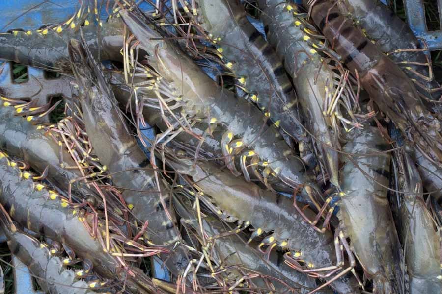 Helping shrimp exporters