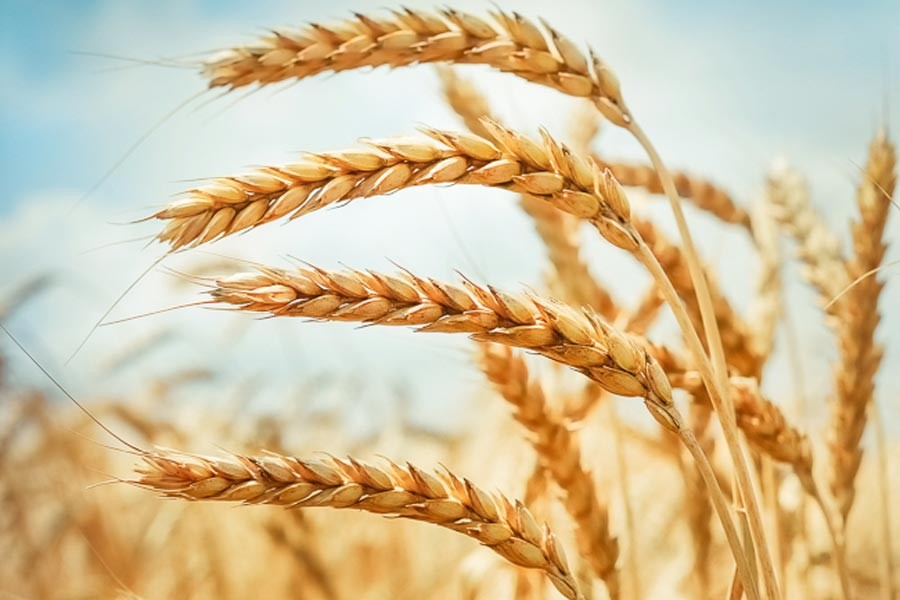 Bangladesh gets offers in 50,000 tonnes wheat purchase tender