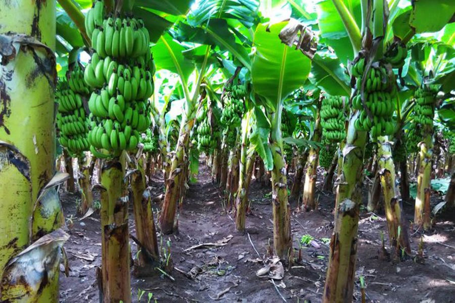 Banana growers hopeful of getting plentiful yield in Rangpur