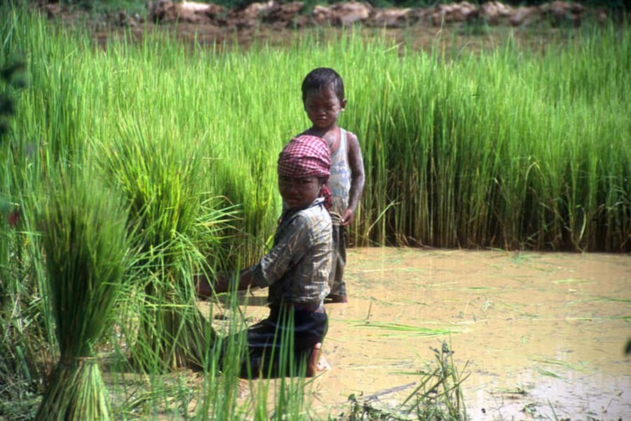 Child labour increasing in agriculture sector globally   