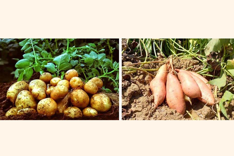 Potato growers expect good yield in Rangpur