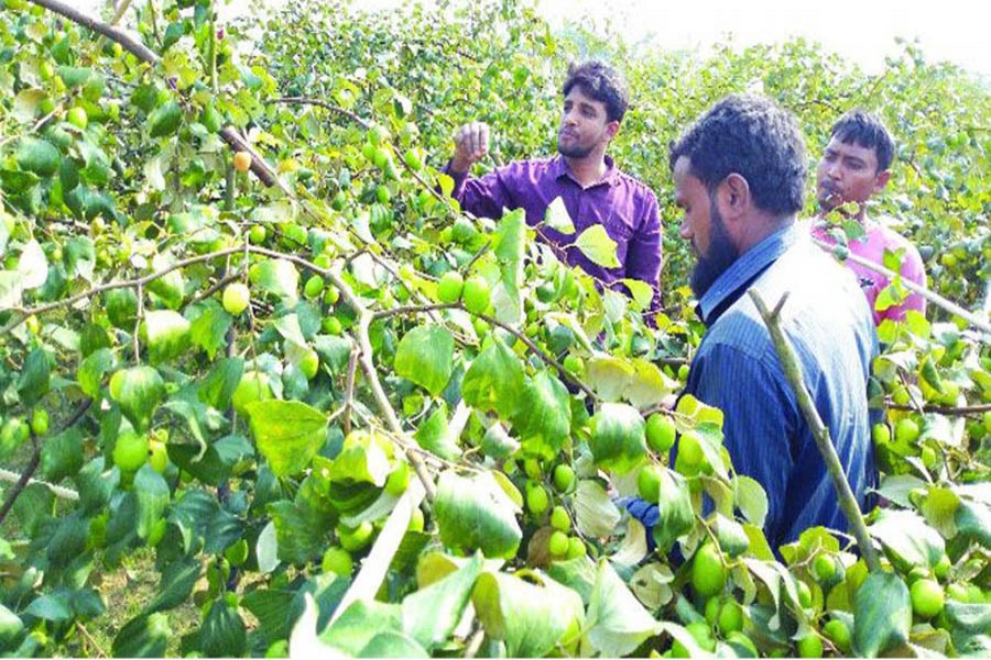 Farmers harvesting plums from a orchard at Mahmuspur village under Gurudaspur upazila of Natore district 	— FE Photo