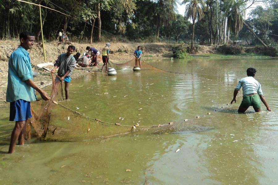 Farmers catching Bheda fish at a pond under Adamdighi upazila of Bogura district 	— FE Photo