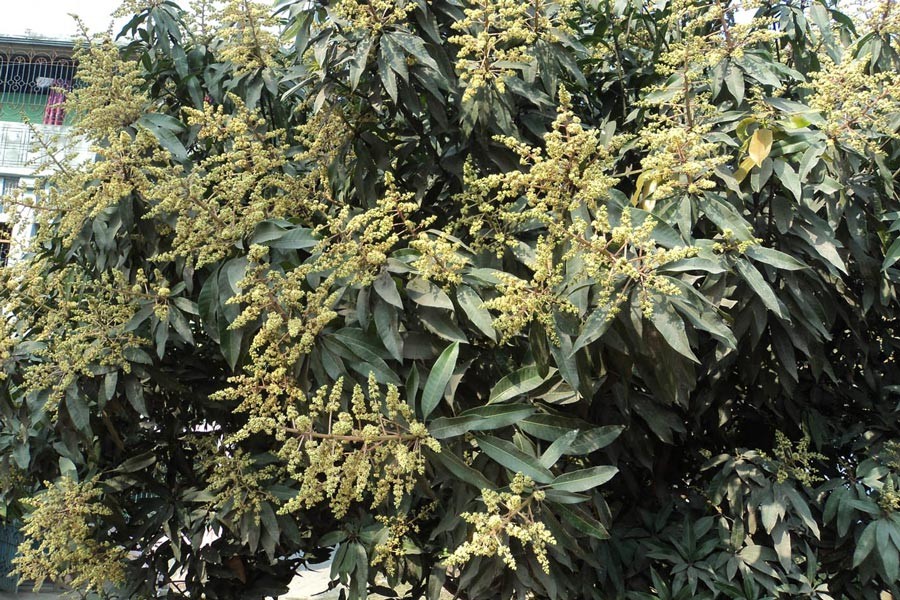 Massive flowering heralds bumper mango production in Bogura