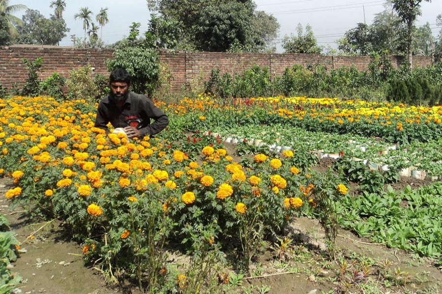 A farmer taking care of his flower field to provide abundant flower items in Bogura 	— FE Photo