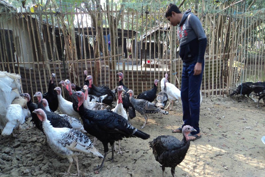 A farmer taking care of his Turkey farm at Gabtoli upazila of Bogura district  	— FE Photo