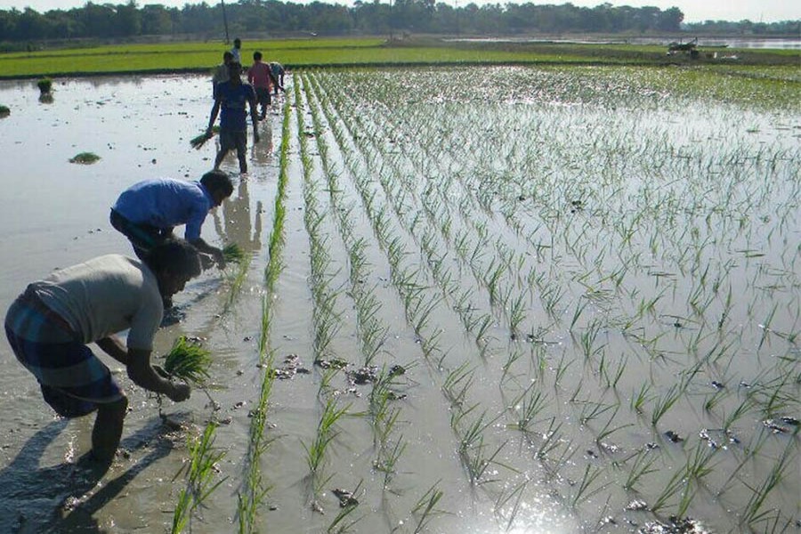 Line sowing has become popular for better yield. Farmers sowing Boro plants on a field in Derai upazila of Sunamganj. 	— FE Photo