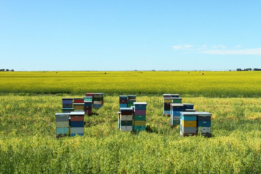 Boxes placed in mustard field to extract honey. Representational image