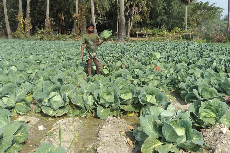 A farmer harvesting cabbage from his cropland at Puchindard village under Adamdighi upazila of Bogura district	 — FE Photo