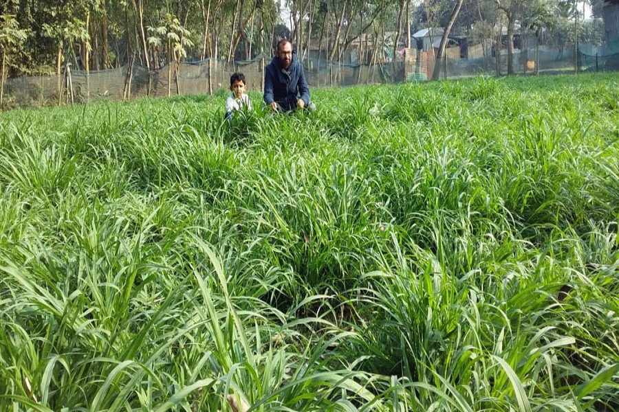 A view of Napier grass field at Sariakandi Upazila of Bogura district 	— FE Photo