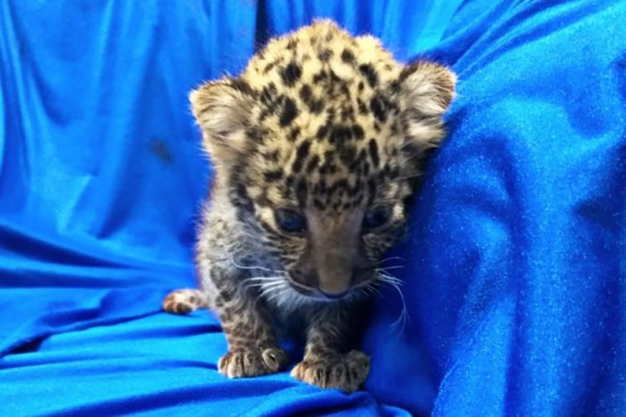 The leopard cub will be rehabilitated in Aringar Zoo in Chennai. Twitter image by Chennai Customs