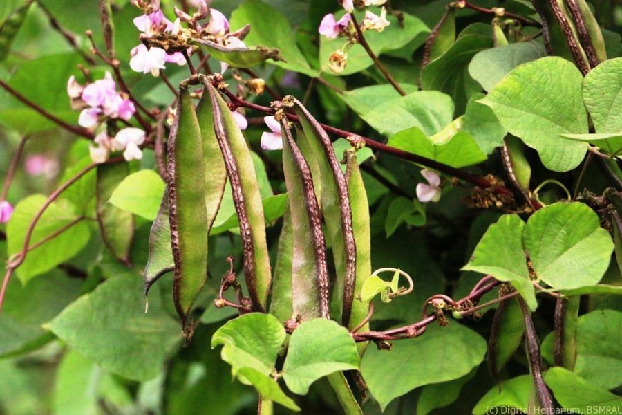 Bean cultivation changes fortune of Magura farmers