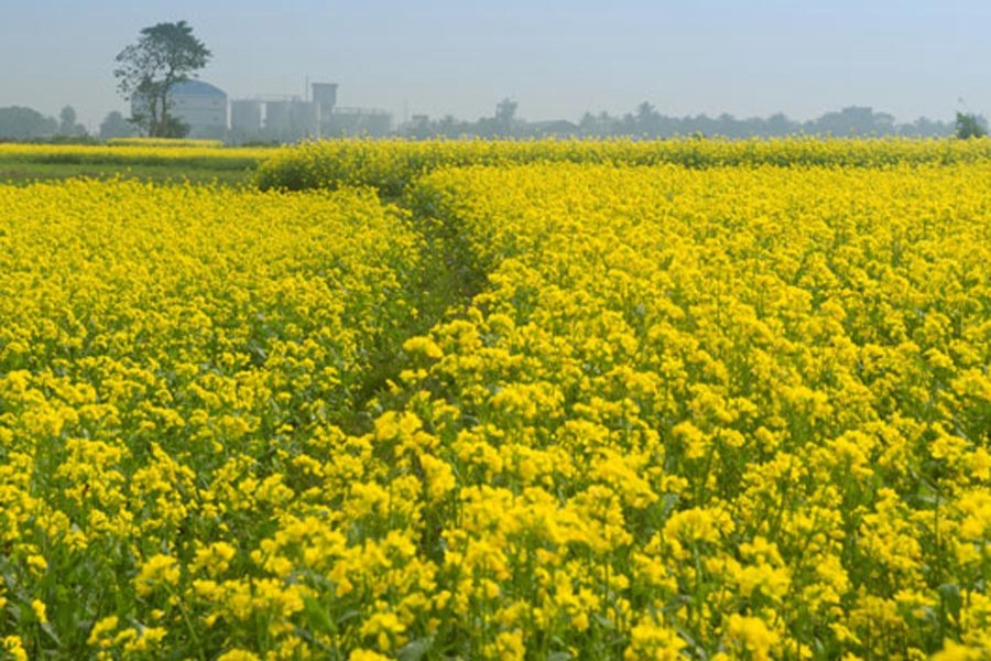 Joypurhat peasants expect good mustard output