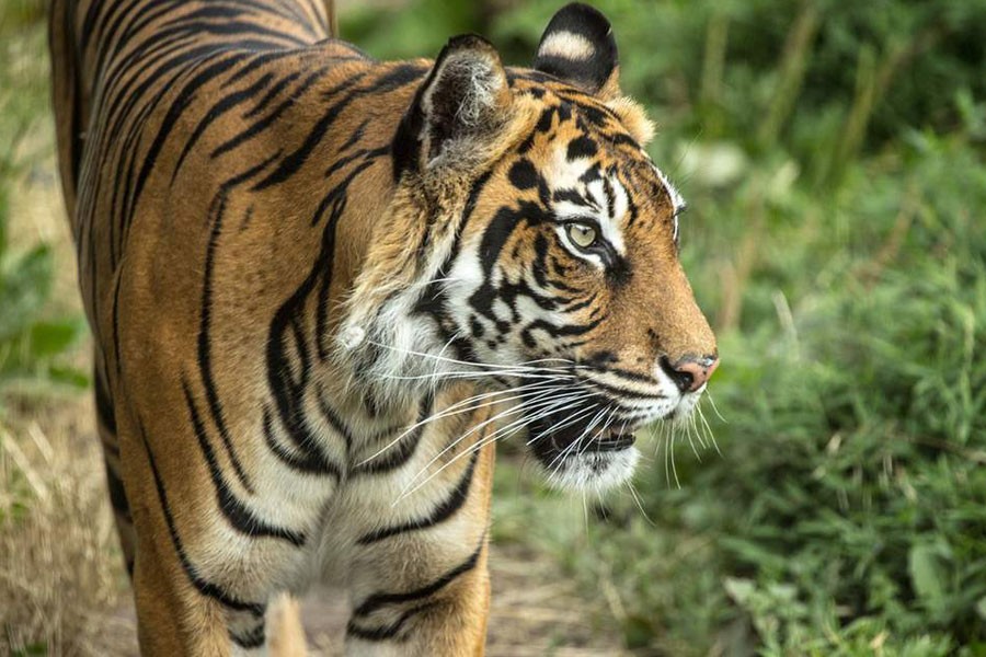Tiger killed in fight with new mate at London Zoo