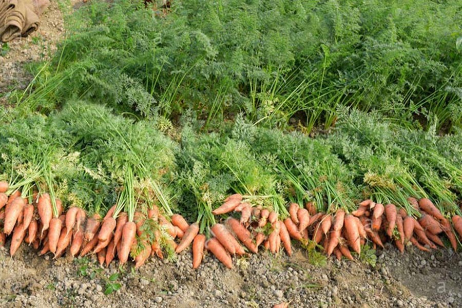 Carrot output delights Rangpur peasants