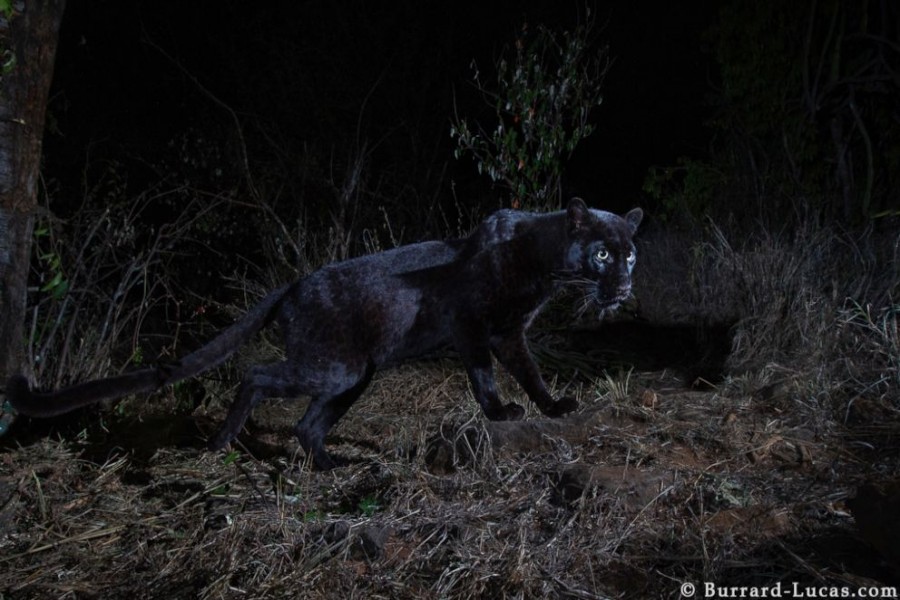 Photographer Will Burrard-Lucas captured images of a rare black leopard with a Camtraptions camera trap at the Laikipia Wilderness Camp in Kenya. Image copyright: Burrard-Lucas.com