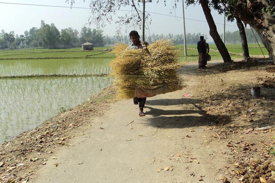 A farmer carrying harvested mustered from a field of Madhipukur village under Akkelpur upazila of Joypurhat district 	— FE Photo