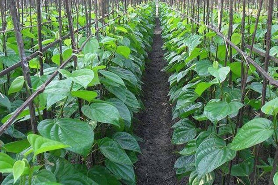 Betel leaf farming increases in northern districts