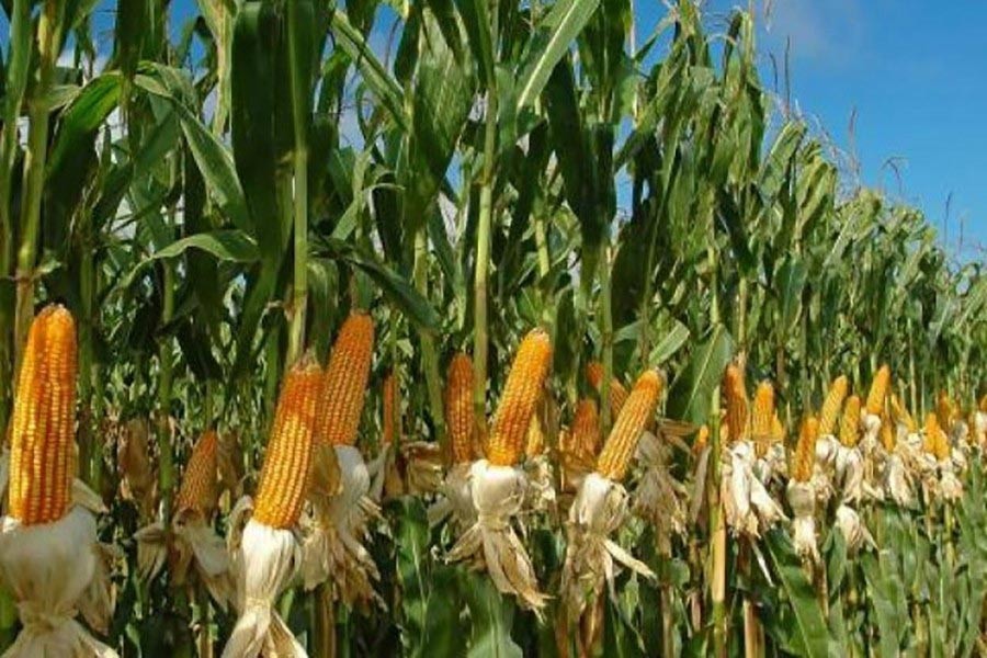 Farmers eye good output as Atrai UZ achieves 'best maize cultivation area'