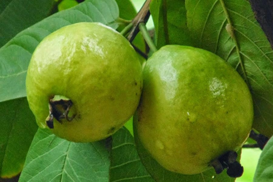 Tangail cultivators show interest in guava farming