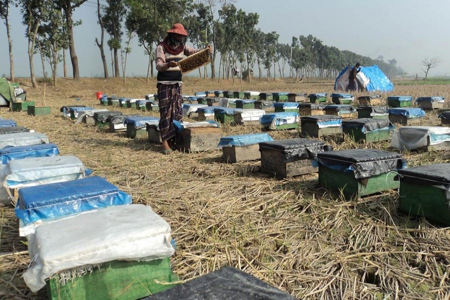 Beekeeping gains popularity in Natore for high profit
