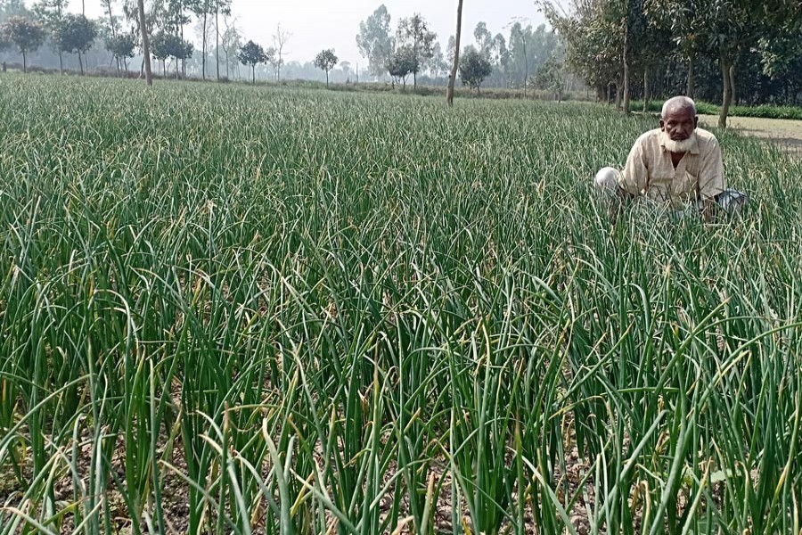 An elderly farmer taking care of his onion field in Ranipukur area under Mithapukur upazila of Rangpur district on Wednesday    	— FE Photo