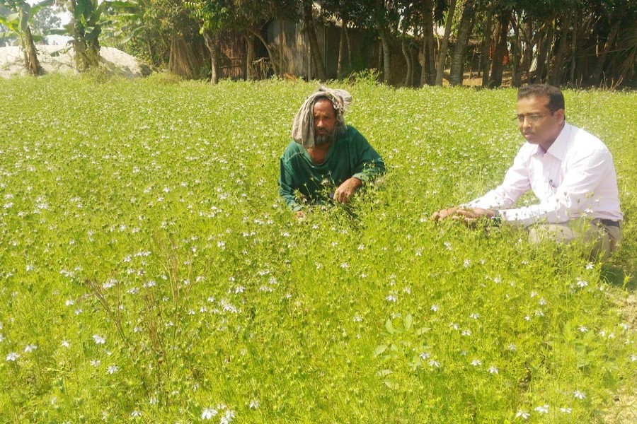 A DAE official seen with a black cumin grower at a field in Kadampur village of Gobindapur union under Muksudpur upazila in the district on Monday     	— FE Photo