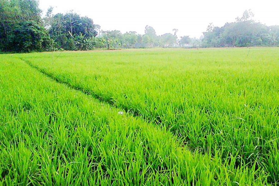 Boro farming exceeds target in Narsingdi, Naogaon districts