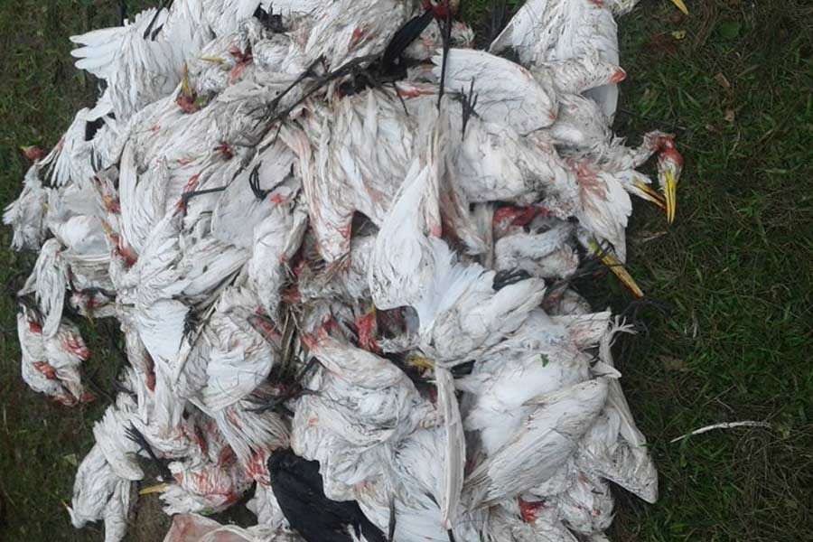 Hailstorm kills several thousand birds in Narail