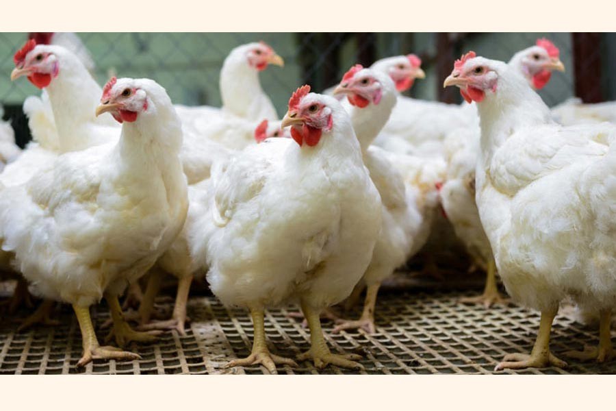 Experts for promoting bio-security steps in poultry meat production