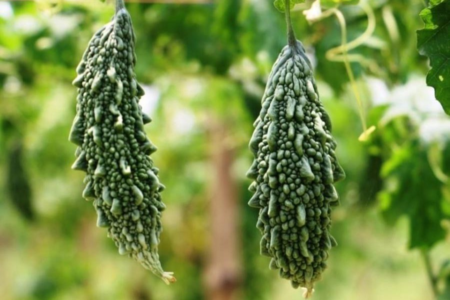 Bitter gourd prices high  in Bogura, Tangail