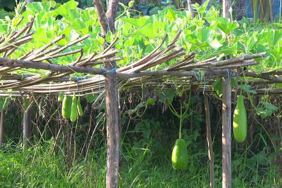 Bottle gourd growers  get good yield, prices