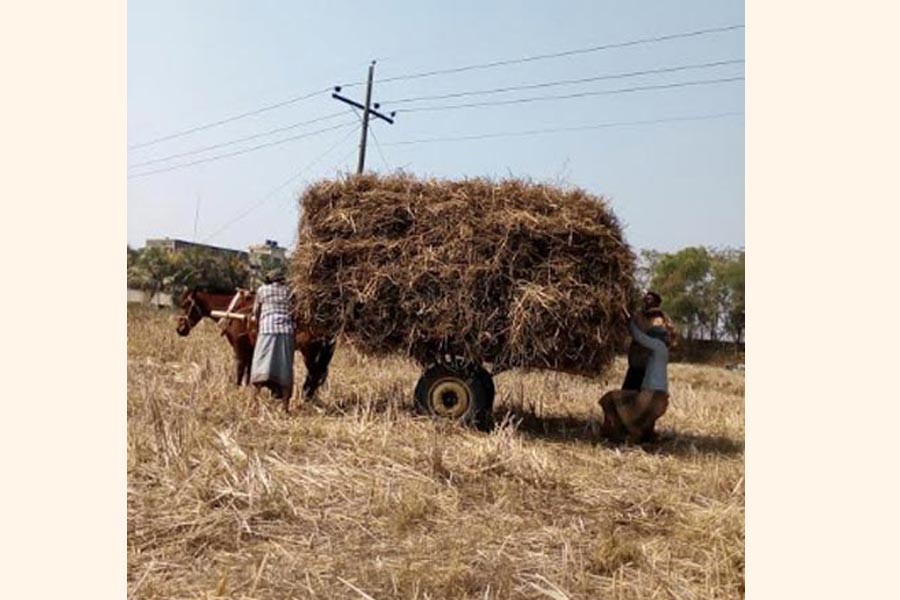 Farmers on their way back home with newly-harvested Khesari pulses in South Fukra under Kasiani upazila of Gopalganj district on Monday    	— FE Photo