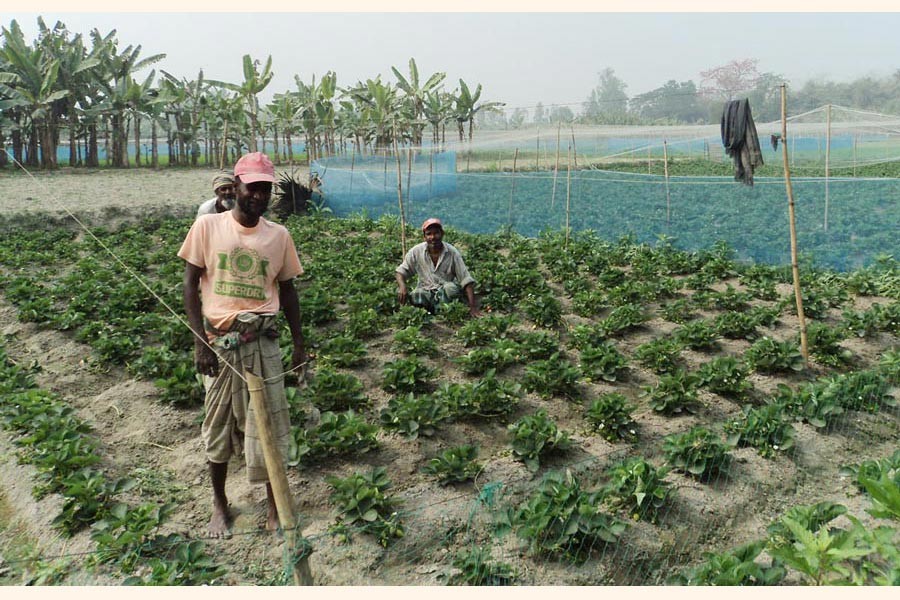 A strawberry field in Chanda village under Jamalpur union of Joypurhat Sadar 	— FE Photo