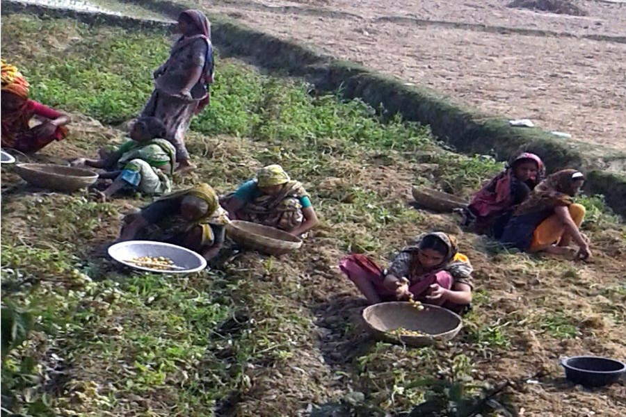 Female farm workers harvesting potato in a field in Tilokpara village under Mithapukur upazila of Rangpur district on Thursday   	— FE Photo