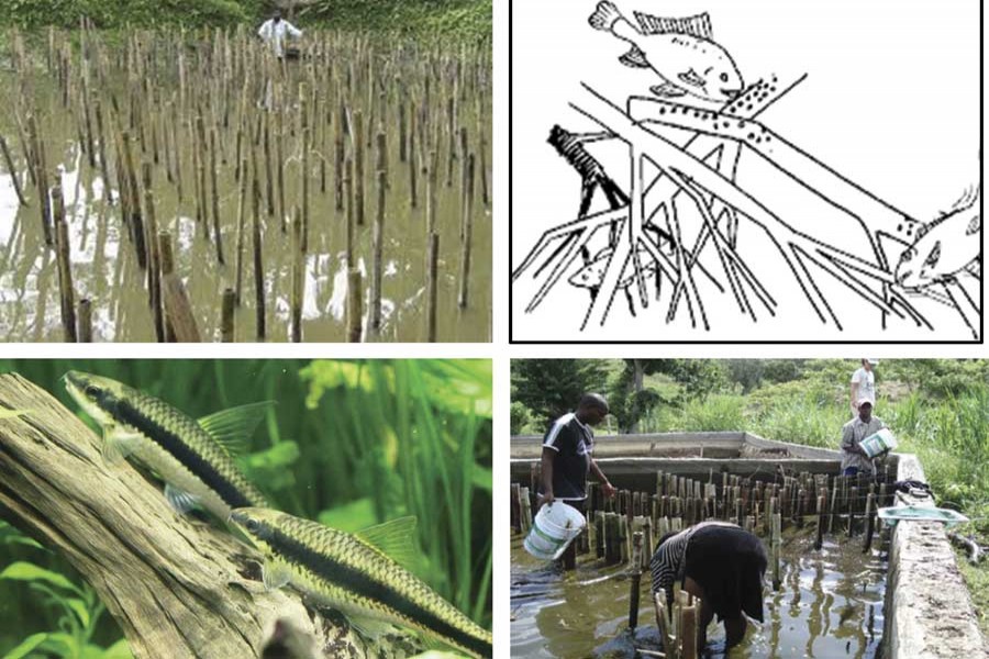 Periphyton-based aquaculture: Cost-free fish cultivation