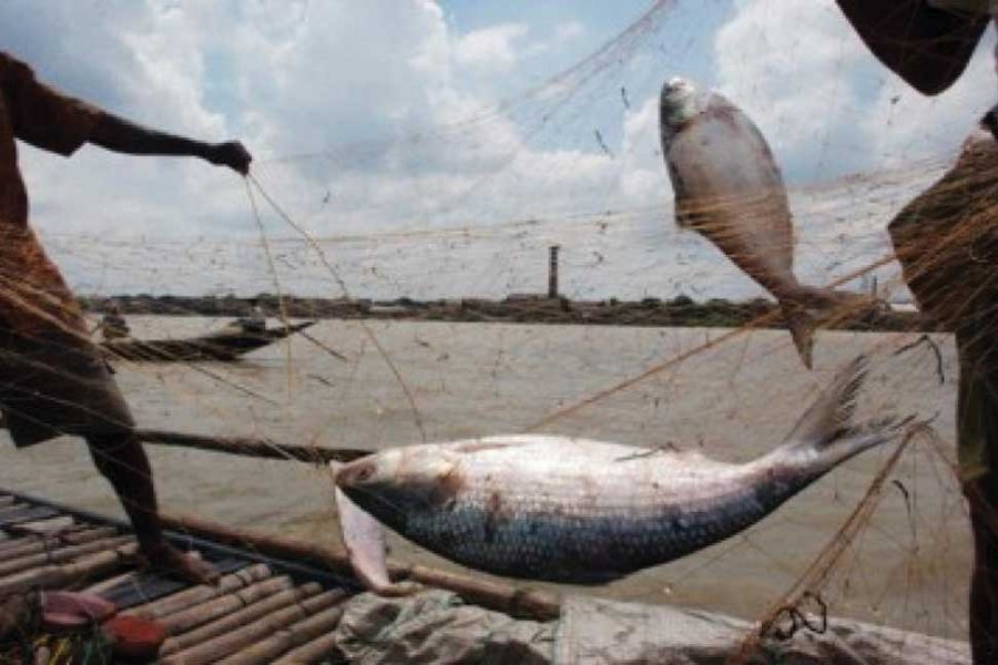 Hilsas migrate to estuarine and fresh waters for spawning purposes. Peak upstream migration of Hilsa in the rivers of Bangladesh mostly starts with the onset of southwest monsoon. 	—Photo: UNB
