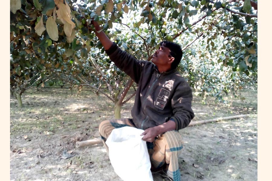 A cultivator collecting Baukul from his orchard in Khetlal upazila of Joypurhat on Sunday 	— FE Photo