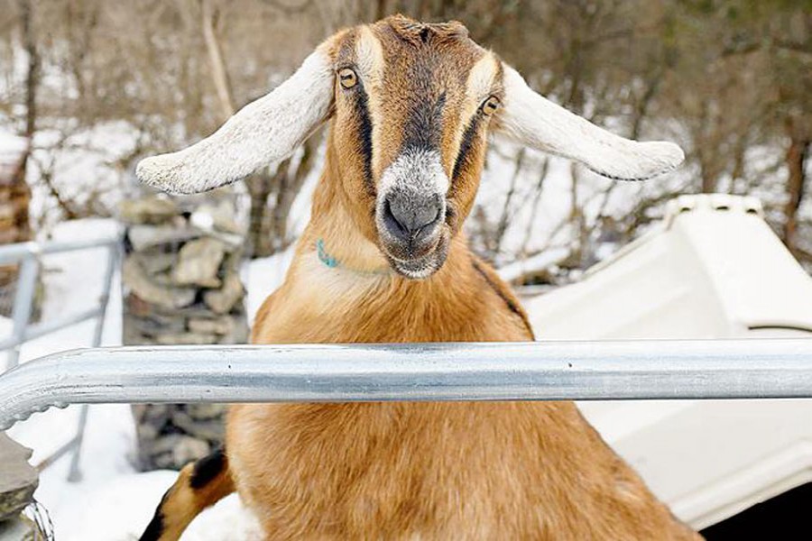 No joke: A goat elected mayor   