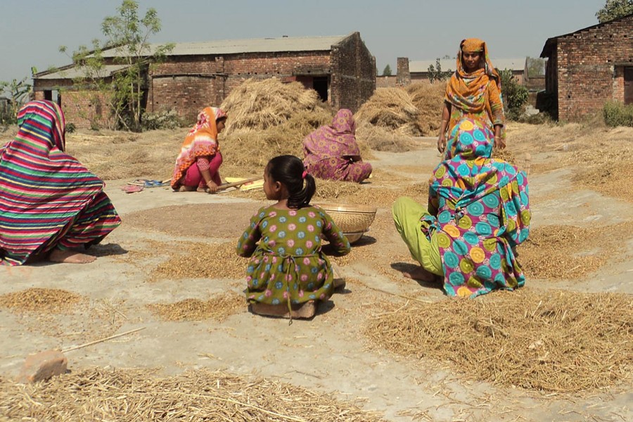 Female labourers separating lentil from plants at a mill under Dupchanchia upazila of Bogura district on Sunday   	—  FE Photo