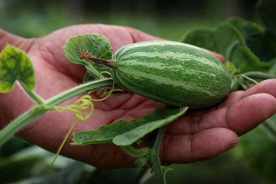 Pointed gourd cultivators hopeful about high yield