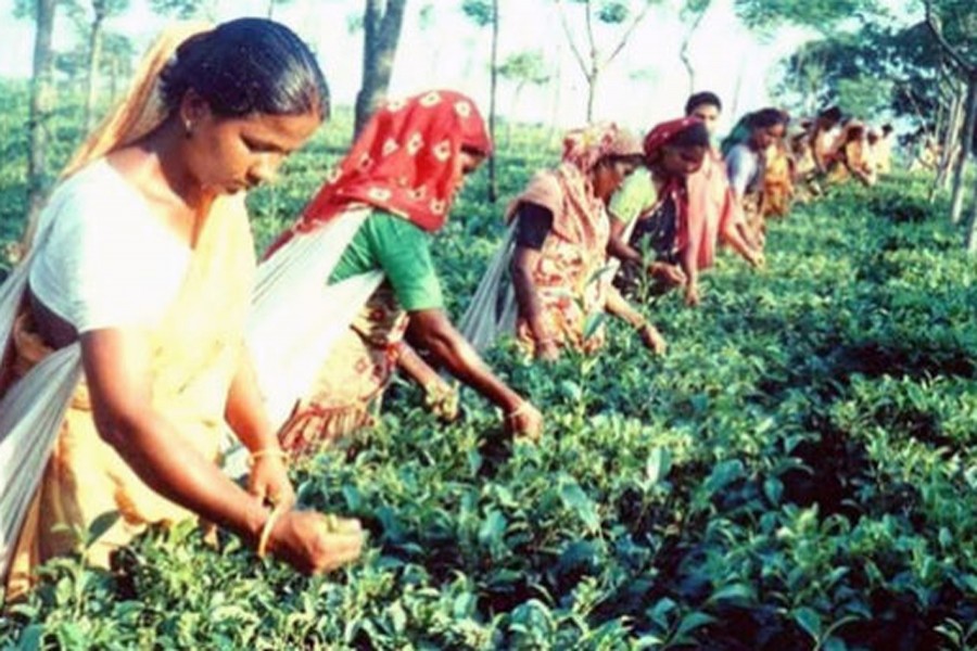 Labourers plucking leaves at a tea garden in Panchagarh   	— BSS photo