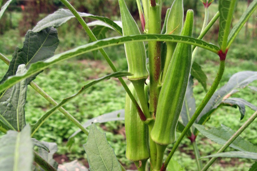 Okra growers hopeful of achieving good output