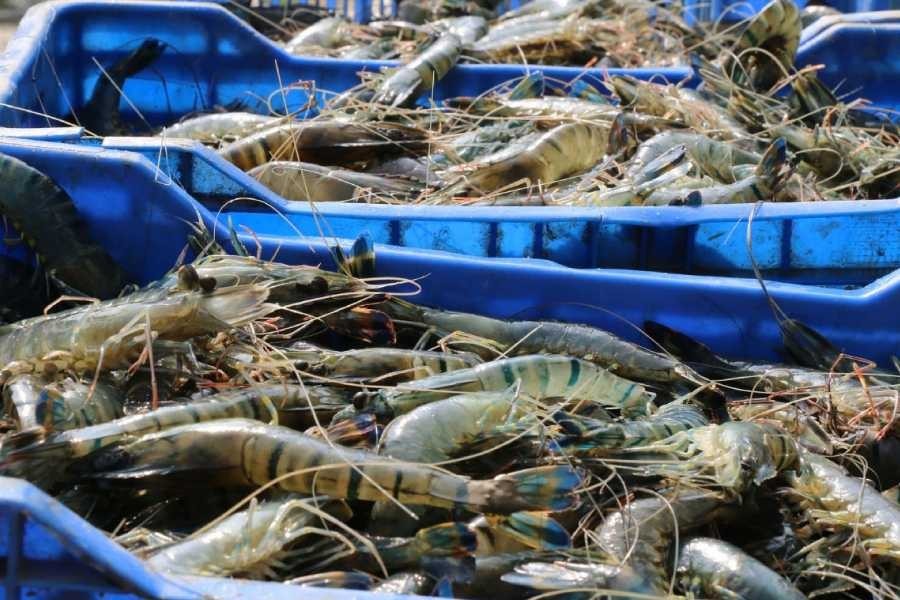 Shrimp production witnesses drop