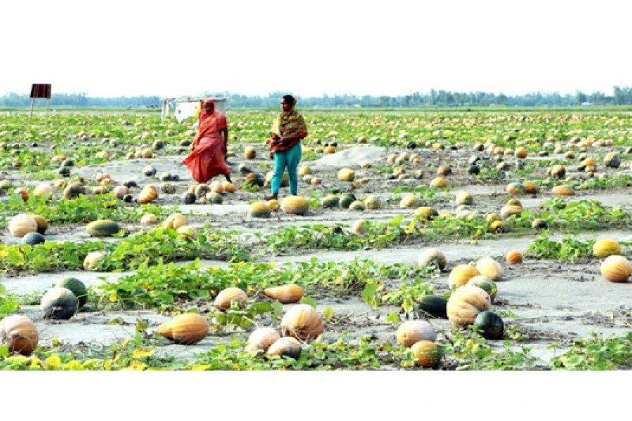 Rangpur char people attain solvency by cultivating pumpkin