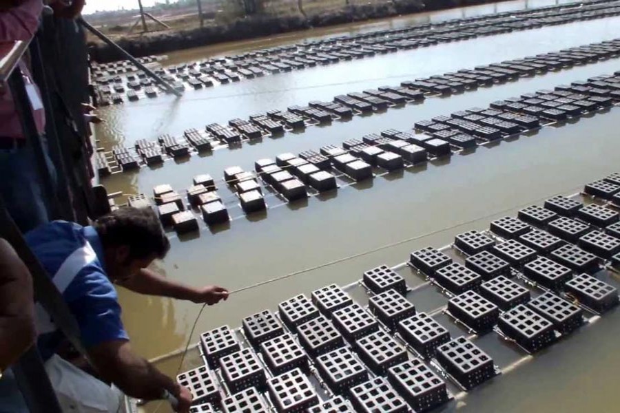 Crab farming witnesses rise in FY17