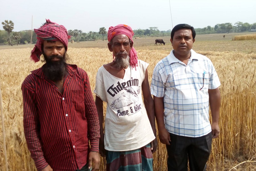 Two BARI Wheat-30 growers with a DAE official in front of a wheat field in Muksudpur upazila of Gopalganj on Tuesday    	— FE Photo