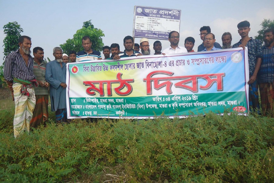 The field-day of BINA Gram-4 harvest in progress in Magura Sadar recently 	— FE Photo