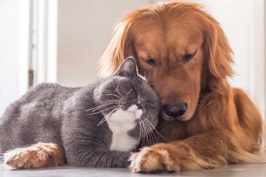 Dog owners are much happier than cat owners: survey