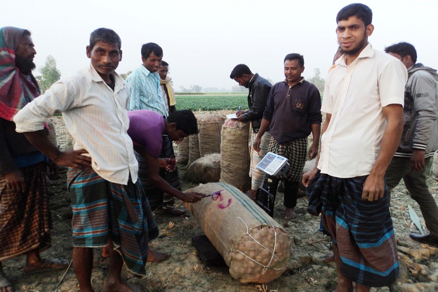 Farmers weighing newly-harvested potato before sending those to the wholesale market in Shibganj upazila of Bogura on Wednesday      	— FE Photo